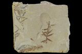 Metasequoia (Dawn Redwood) Fossils - Montana #85782-1
